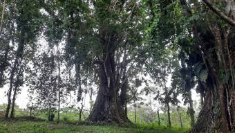 HERMOSA FINCA EN KATIRA,GUATUSO