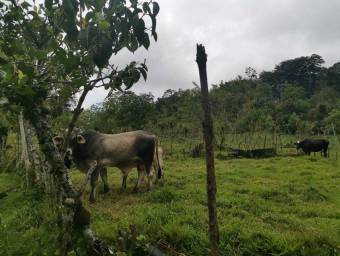 Venta de Lote en Turrialba, Cartago. RAH 23-1659