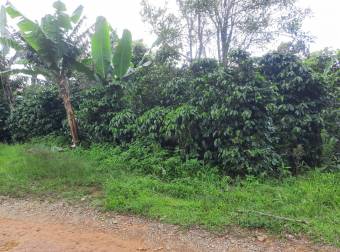 Lote con cultivo de café, donde se puede construir, se ubica al frente de la UNED en San Marcos 