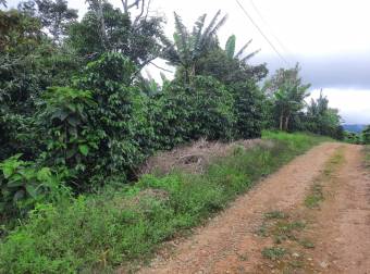 Lote con cultivo de café, donde se puede construir, se ubica al frente de la UNED en San Marcos 