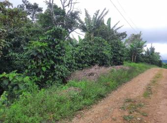 Lote con cultivo de café, donde se puede construir, se ubica al frente de la UNED en San Marcos 