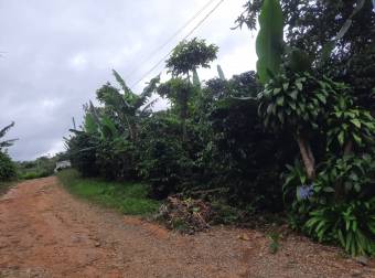 Lote con cultivo de café, donde se puede construir, se ubica al frente de la UNED en San Marcos 