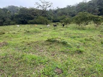 MLS-26-18 LS VENTA LOTE PALMITAL PUNTARENAS