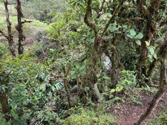 MLS-26-20 LS VENTA LOTE PALMITAL PUNTARENAS