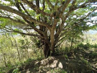 Se vende amplio lote de 5.4 hectáreas en Ciudad Colón 25-1098 Se vende amplio lote de 5.4 hectáreas en Ciudad Colón 25-1098