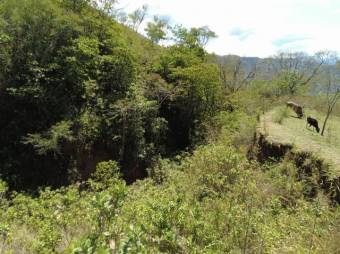 Se vende amplio lote de 5.4 hectáreas en Ciudad Colón 25-1098 Se vende amplio lote de 5.4 hectáreas en Ciudad Colón 25-1098