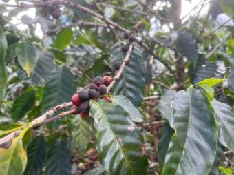 Se vende finca con 4.7 hectáreas en Desamparados Alajuela 23-1784 Se vende finca con 4.7 hectáreas en Desamparados Alajuela 23-1784