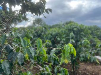 Se vende finca con 4.7 hectáreas en Desamparados Alajuela 23-1784 Se vende finca con 4.7 hectáreas en Desamparados Alajuela 23-1784