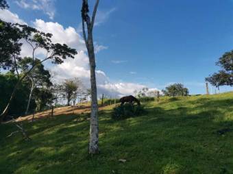 Se vende finca plana con mas de 180 hectáreas en San Carlos Alajuela 23-1617 Se vende finca plana con mas de 180 hectáreas en San Carlos Alajuela 23-1617