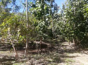 Se vende amplia finca de 5.6 hectáreas en Orotina Alajuela 21-1635