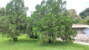 Se vende lote de 2 hectáreas en Mata de Plátano Goicoechea 25-1767 Se vende lote de 2 hectáreas en Mata de Plátano Goicoechea 25-1767