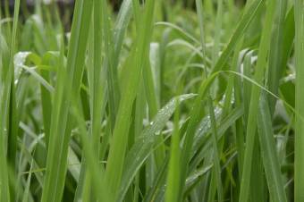 Se vende casa con lote de 3.1 hectáreas en carrillo de Alajuela 23-1977 Se vende casa con lote de 3.1 hectáreas en carrillo de Alajuela 23-1977