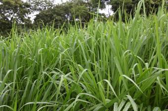 Se vende casa con lote de 3.1 hectáreas en carrillo de Alajuela 23-1977 Se vende casa con lote de 3.1 hectáreas en carrillo de Alajuela 23-1977