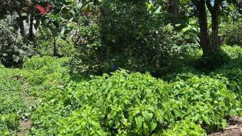 Se vende amplio lote con 1,012m2 en Zapote San José 25-147 Se vende amplio lote con 1,012m2 en Zapote San José 25-147