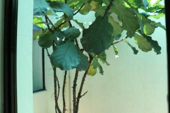 Se vende casa de 2 plantas con uso mixto en Mata Redonda San José 23-905 Se vende casa de 2 plantas con uso mixto en Mata Redonda San José 23-905