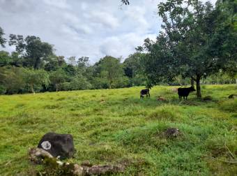 Terreno en Venta  en Suerre, Jiménez de Pococí