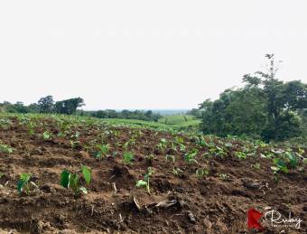 En VENTA Finca 1235 Hectáreas, Guacimo