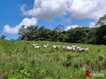 En VENTA Finca 1235 Hectáreas, Guacimo