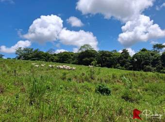 En VENTA Finca 1235 Hectáreas, Guacimo