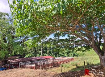 En VENTA Finca 1235 Hectáreas, Guacimo