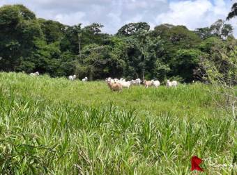 En VENTA Finca 1235 Hectáreas, Guacimo