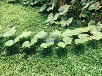 Venta De Finca, Alajuela, Orotina, Hacienda Vieja