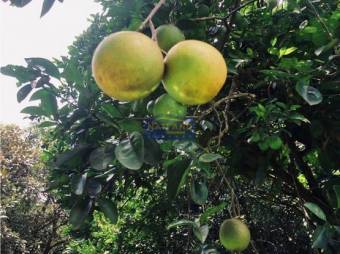 Venta De Finca, Alajuela, Orotina, Hacienda Vieja