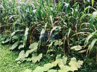 Venta De Finca, Alajuela, Orotina, Hacienda Vieja