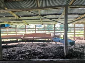 Se vende amplia finca de 180 hectáreas en Paso Real de San Carlos 23-1716 Se vende amplia finca de 180 hectáreas en Paso Real de San Carlos 23-1716