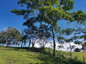 Se vende amplia finca de 180 hectáreas en Paso Real de San Carlos 23-1716 Se vende amplia finca de 180 hectáreas en Paso Real de San Carlos 23-1716