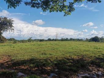 Se vende amplia finca de 180 hectáreas en Paso Real de San Carlos 23-1716 Se vende amplia finca de 180 hectáreas en Paso Real de San Carlos 23-1716