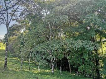 Se vende amplia finca de 180 hectáreas en Paso Real de San Carlos 23-1716 Se vende amplia finca de 180 hectáreas en Paso Real de San Carlos 23-1716