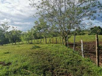 Se vende amplia finca de 180 hectáreas en Paso Real de San Carlos 23-1716 Se vende amplia finca de 180 hectáreas en Paso Real de San Carlos 23-1716