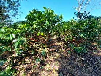 Se vende lote con mas de 2 hectáreas en Santiago de Puriscal 24-898 Se vende lote con mas de 2 hectáreas en Santiago de Puriscal 24-898