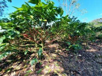 Se vende lote con mas de 2 hectáreas en Santiago de Puriscal 24-898 Se vende lote con mas de 2 hectáreas en Santiago de Puriscal 24-898