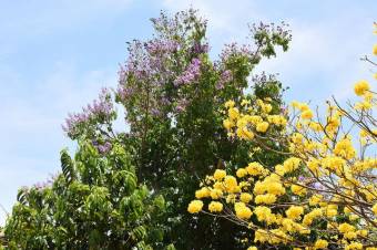 Se vende casa con mas de 10,000m2 de lote en Bajo carrillo 23-1944 Se vende casa con mas de 10,000m2 de lote en Bajo carrillo 23-1944