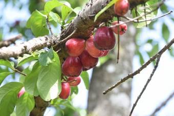 Se vende casa con mas de 10,000m2 de lote en Bajo carrillo 23-1944 Se vende casa con mas de 10,000m2 de lote en Bajo carrillo 23-1944