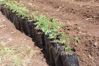 Se vende casa con mas de 10,000m2 de lote en Bajo carrillo 23-1944 Se vende casa con mas de 10,000m2 de lote en Bajo carrillo 23-1944