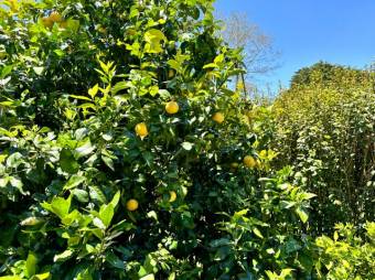 Se vende casa de lujo con amplio lote en Ángeles Heredia 23-2410 Se vende casa de lujo con amplio lote en Ángeles Heredia 23-2410