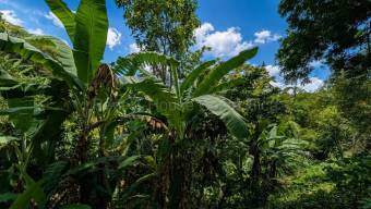 Venta de Lote en Naranjo-Cirri Sur, Alajuela. RAH 26-2100