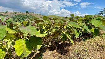 Venta de Hermoso Lote en Paraíso de Cartago. RAH 27-28