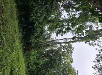 Finca veinte hectáreas 