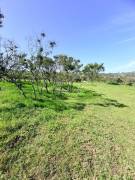 LOT FOR SALE IN CARTAGO 4500m2