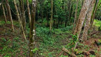 SE VENDE TERRENO LISTO PARA CONSTRUIR CON NACIENTE PROPIA Y CLIMA PERFECTO