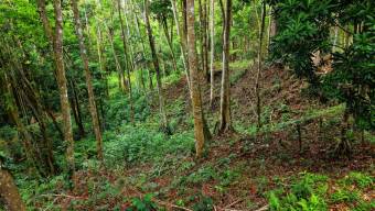 SE VENDE TERRENO LISTO PARA CONSTRUIR CON NACIENTE PROPIA Y CLIMA PERFECTO