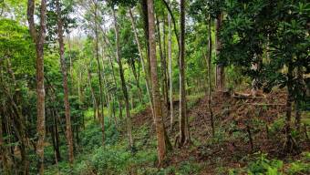 SE VENDE TERRENO LISTO PARA CONSTRUIR CON NACIENTE PROPIA Y CLIMA PERFECTO
