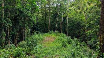 SE VENDE TERRENO LISTO PARA CONSTRUIR CON NACIENTE PROPIA Y CLIMA PERFECTO