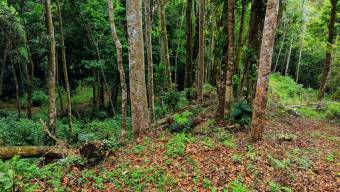 SE VENDE TERRENO LISTO PARA CONSTRUIR CON NACIENTE PROPIA Y CLIMA PERFECTO