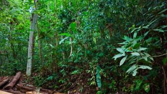SE VENDE REFUGIO PRIVADO CON MAS DE 4 HECTAREAS DE BOSQUE PRIMARIO