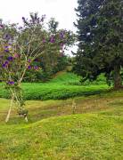 Venta de terreno con Restaurante en El Guarco de Cartago.